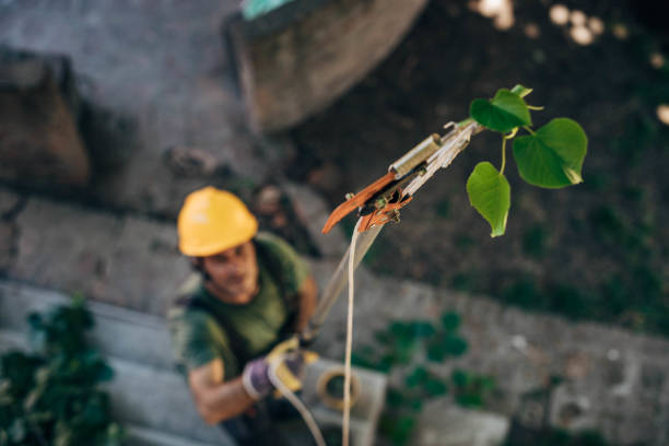 Best Emergency Tree Removal  in South Gate, CA